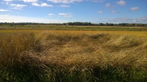 Liggsäd då sorterna är så långa! Från vänster till höger: Vårspelt Öland, Spelt, Fulltofta vete, Ölands vårvete.