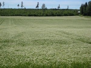 blommande kumminfält