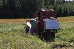 Alla rutor tröskat skiljt för sig, vilket betyder att man tömmer uppsamlingslådan mellan varje ruta och knyter igen med rutlappen som berättar vilken sort det är frågan om och vilken upprepning just denhär påsen kommer ifrån...